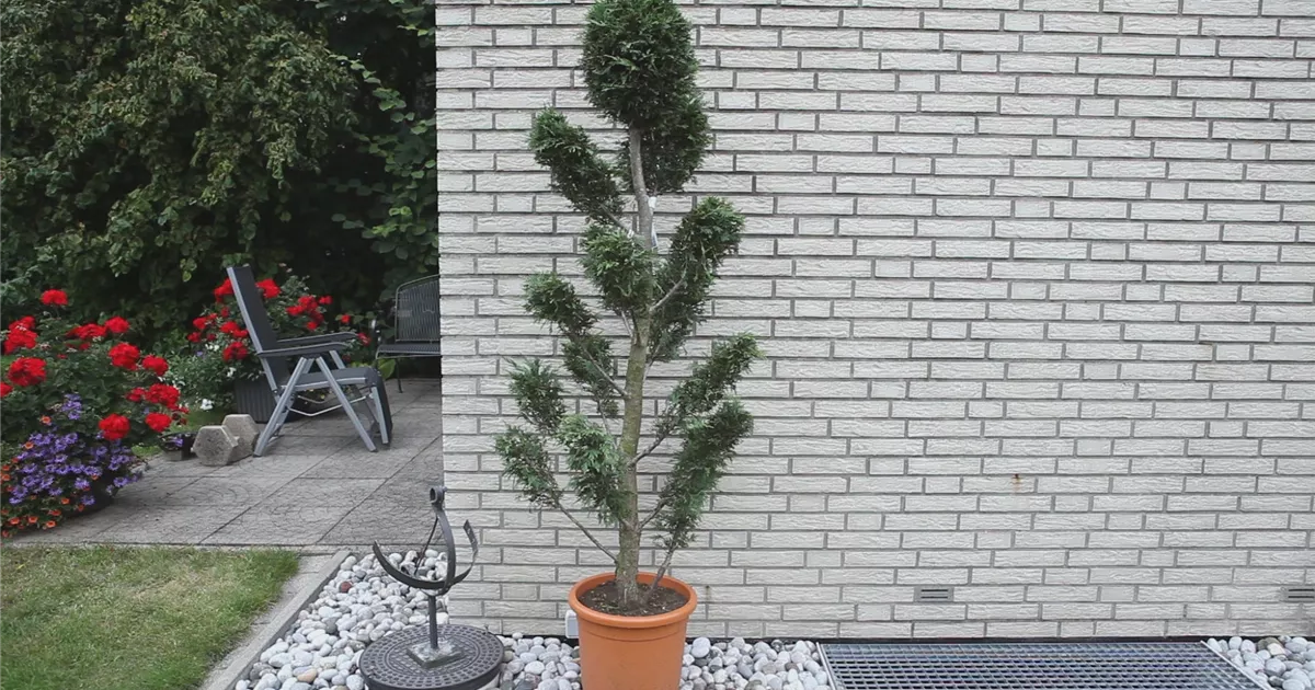  - Zypresse - Einpflanzen im Garten