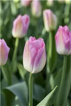 Blumenzwiebeln - Tulpen Dynasty x10