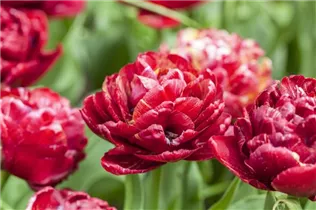 Blumenzwiebeln - Tulpen Uncle Tom x10 Gefüllte späte braunrot