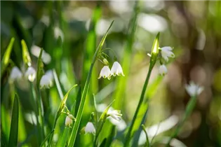 Blumenzwiebeln - Leucojum aestivum x10