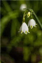 Blumenzwiebeln - Leucojum aestivum x10