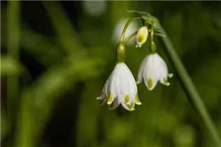 Blumenzwiebeln - Leucojum aestivum x10