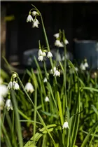 Blumenzwiebeln - Leucojum aestivum x10