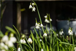 Blumenzwiebeln - Leucojum aestivum x10