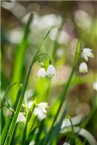 Blumenzwiebeln - Leucojum aestivum x10