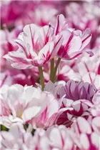 Blumenzwiebeln - Tulpen Flaming Club x10