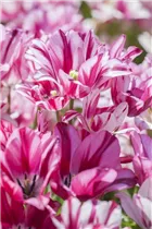 Blumenzwiebeln - Tulpen Flaming Club x10
