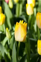 Blumenzwiebeln - Tulpen Salmon Dynasty x10
