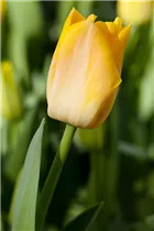 Blumenzwiebeln - Tulpen Salmon Dynasty x10