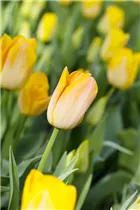 Blumenzwiebeln - Tulpen Salmon Dynasty x10