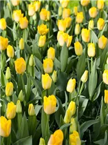 Blumenzwiebeln - Tulpen Salmon Dynasty x10