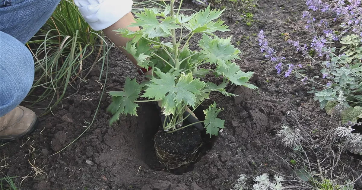  - Rittersporn - Einpflanzen im Garten