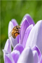 Blumenzwiebeln - Sort. B&S Paradise Krokusse Bienenweide
