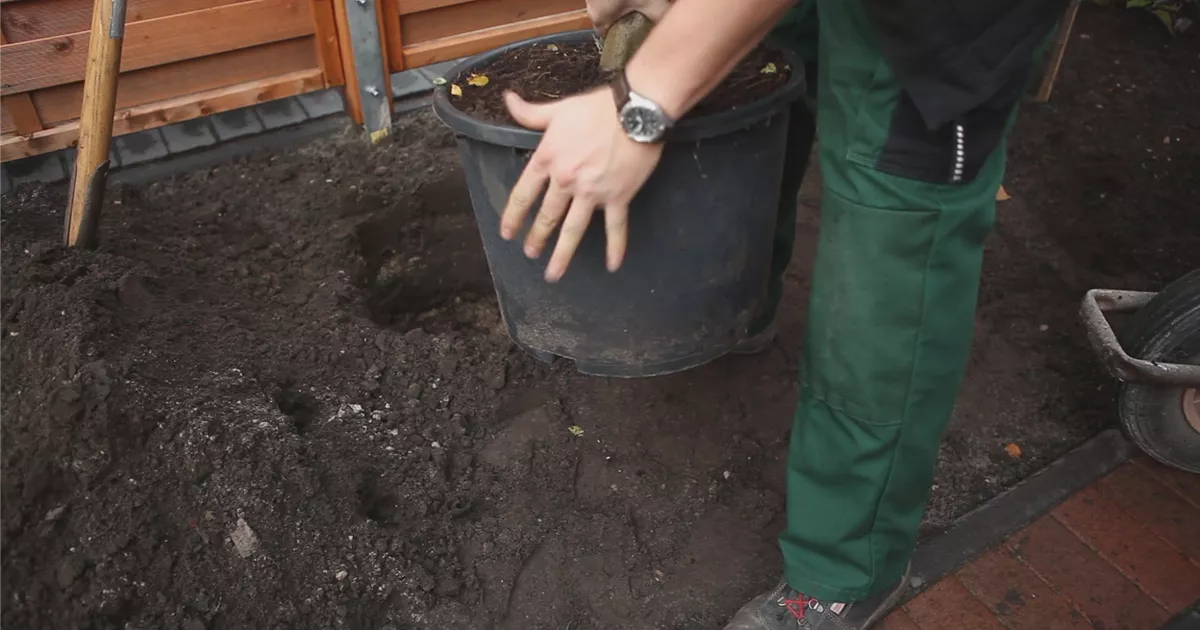  - Hainbuche - Einpflanzen im Garten