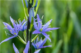 Blumenzwiebeln - Camassia leichtlinii Caerulea x3 Blumenzwiebeln - Camassia leichtlinii Caerulea x3