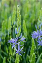 Blumenzwiebeln - Camassia leichtlinii Caerulea x3 Blumenzwiebeln - Camassia leichtlinii Caerulea x3