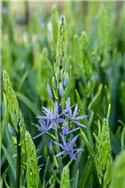Blumenzwiebeln - Camassia leichtlinii Caerulea x3 Blumenzwiebeln - Camassia leichtlinii Caerulea x3