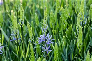 Blumenzwiebeln - Camassia leichtlinii Caerulea x3 Blumenzwiebeln - Camassia leichtlinii Caerulea x3