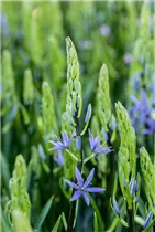 Blumenzwiebeln - Camassia leichtlinii Caerulea x3 Blumenzwiebeln - Camassia leichtlinii Caerulea x3
