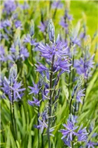 Blumenzwiebeln - Camassia leichtlinii Caerulea x3 Blumenzwiebeln - Camassia leichtlinii Caerulea x3