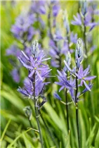 Blumenzwiebeln - Camassia leichtlinii Caerulea x3 Blumenzwiebeln - Camassia leichtlinii Caerulea x3