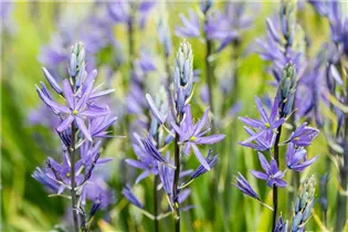 Blumenzwiebeln - Camassia leichtlinii Caerulea x3 Blumenzwiebeln - Camassia leichtlinii Caerulea x3