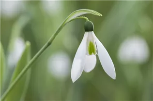 Blumenzwiebeln - Galanthus nivalis einfach x10