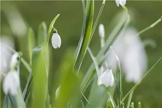 Blumenzwiebeln - Galanthus nivalis einfach x10