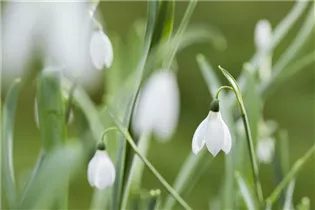 Blumenzwiebeln - Galanthus nivalis einfach x10