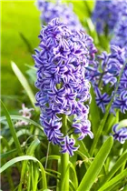 Blumenzwiebeln - Hyazinthe Blue Jacket x5