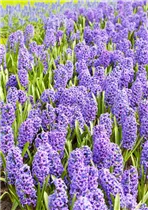Blumenzwiebeln - Hyazinthe Blue Jacket x5