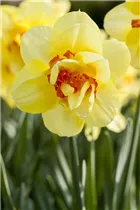 Blumenzwiebeln - Narzissen Tahiti
