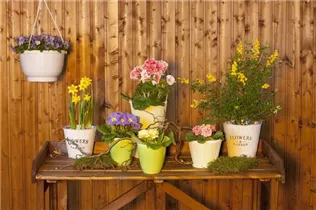 Blumenzwiebeln - Sort. B&S Paradies Fruehlingsblueher