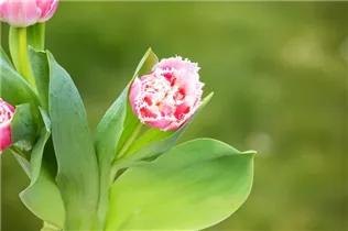 Blumenzwiebeln - Tulpen Crispa Mischung x10 Blumenzwiebeln - Tulpen Crispa Mischung x10