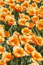 Blumenzwiebeln - Tulpen Lambada
