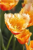 Blumenzwiebeln - Tulpen Lambada