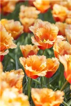 Blumenzwiebeln - Tulpen Lambada