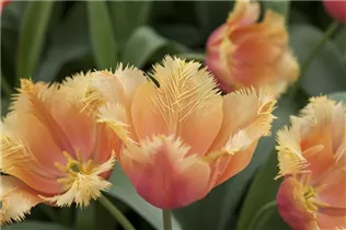 Blumenzwiebeln - Tulpen Lambada