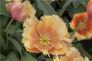 Blumenzwiebeln - Tulpen Lambada