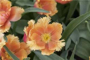 Blumenzwiebeln - Tulpen Lambada