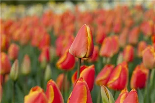 Blumenzwiebeln - Tulpen Oxford Elite Blumenzwiebeln - Tulpen Oxford Elite