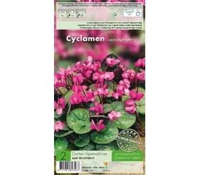 Blumenzwiebeln - Cyclamen Coum / Frühjahrsblühend rosa rot, 2 Stück