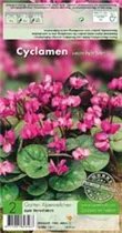 Blumenzwiebeln - Cyclamen Coum / Frühjahrsblühend rosa rot, 2 Stück