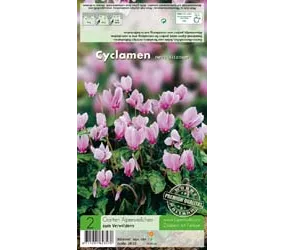 Blumenzwiebeln - Cyclamen Neapolitanum Alpenveilchen rosa, 2 Stück