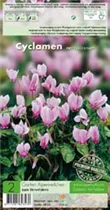 Blumenzwiebeln - Cyclamen Neapolitanum Alpenveilchen rosa, 2 Stück