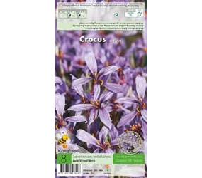 Blumenzwiebeln - Krokusse Sativus / Herbstblüh. Krokus rosa-blau, 8 Stück
