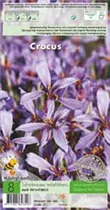 Blumenzwiebeln - Krokusse Sativus / Herbstblüh. Krokus rosa-blau, 8 Stück Blumenzwiebeln - Krokusse Sativus / Herbstblüh. Krokus rosa-blau, 8 Stück