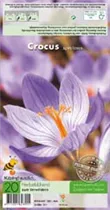 Blumenzwiebeln - Krokusse Speciosus / Herbstblüh. Krokus violet-blau, 20 Stück Blumenzwiebeln - Krokusse Speciosus / Herbstblüh. Krokus violet-blau, 20 Stück