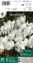 Blumenzwiebeln - Krokus Snowbunting x20
