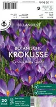 Blumenzwiebeln - Krokus Sp. Ruby Giant x20